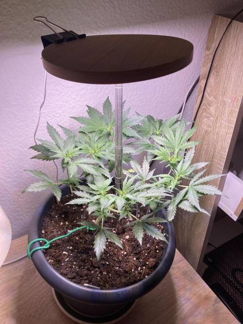 Raumschmuck. Week 6