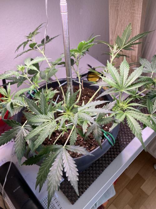 Raumschmuck. Week 7