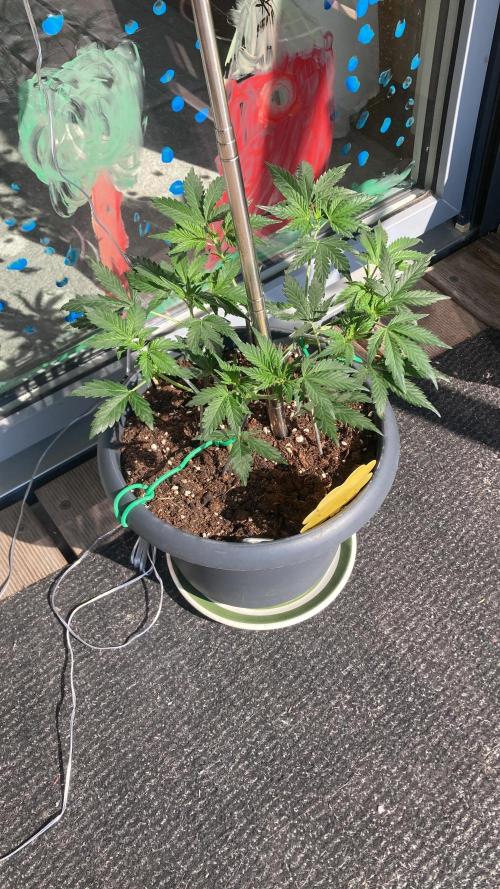 Raumschmuck. Week 7
