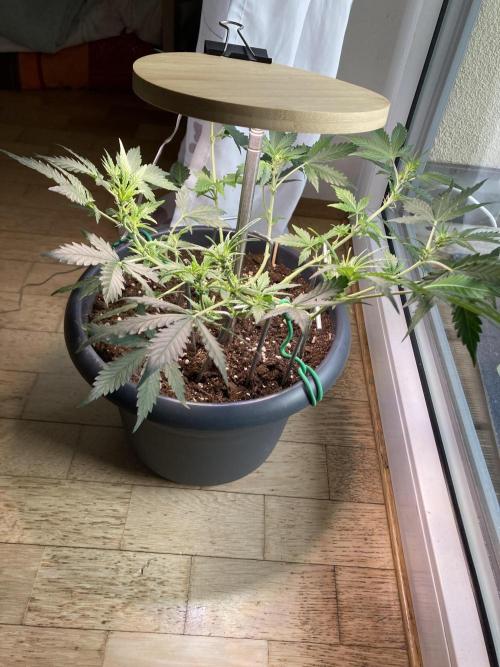 Gelato Autoflower. Week 7