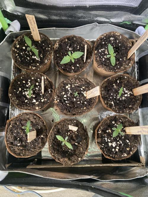 Wedding Cake Auto 💍🍰🚗. Week 0
