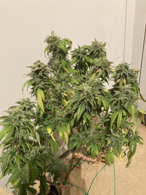 Winterexperiment ❄️☃️🔬🤓. Week 16