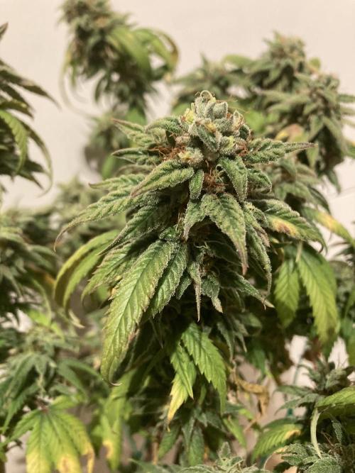 Winterexperiment ❄️☃️🔬🤓. Week 16