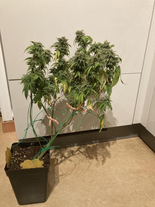 Winterexperiment ❄️☃️🔬🤓. Week 16