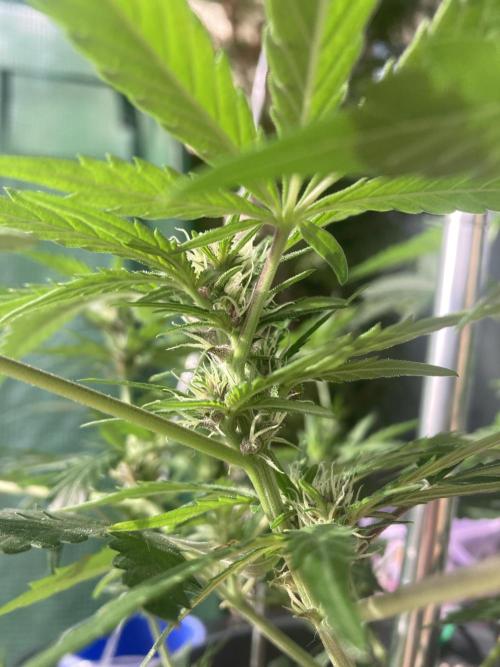 Raumschmuck. Week 8