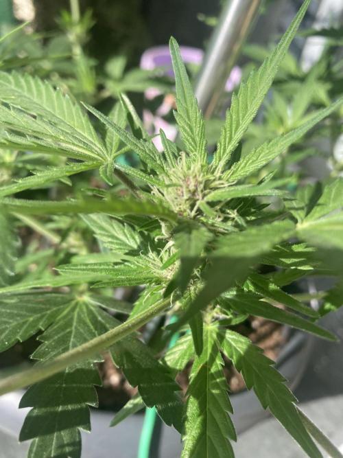 Raumschmuck. Week 8
