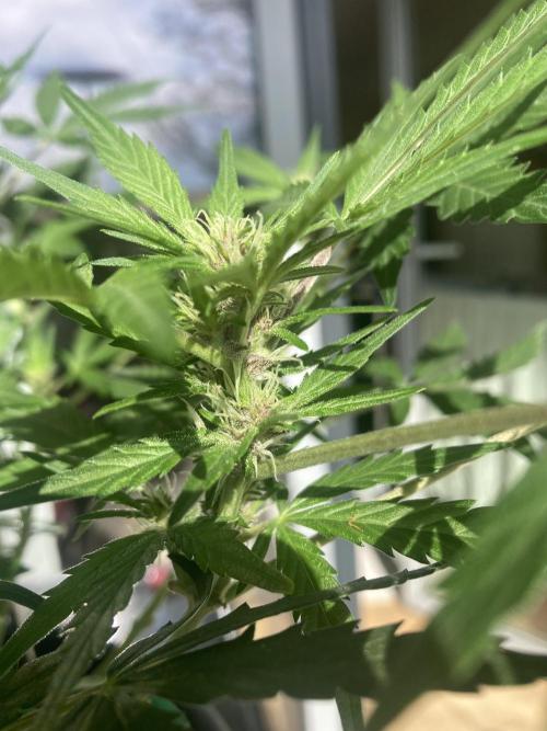 Raumschmuck. Week 8