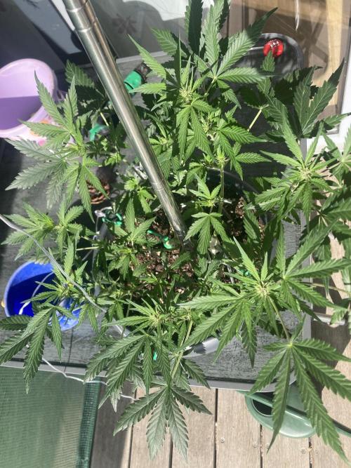 Gelato Autoflower. Week 8