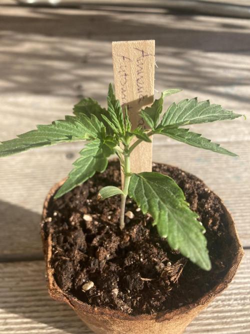 Amnesia Haze Automatik. Week 1