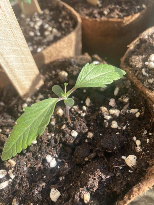 Amnesia Haze Automatik. Week 1