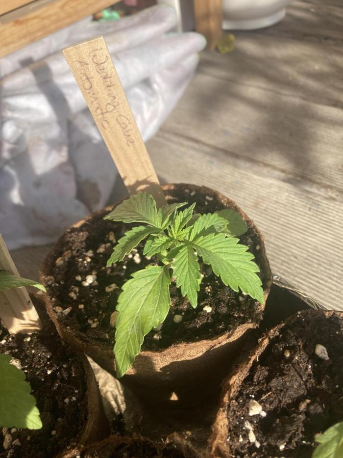 Wedding Cake Auto 💍🍰🚗. Week 1