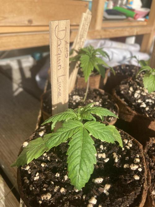 Auto Daiquiri Lime 🚗🍸🥤. Week 1