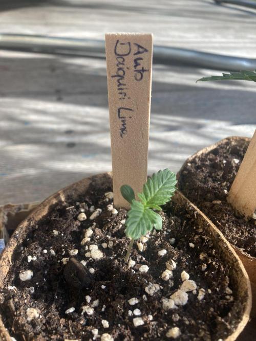 Auto Daiquiri Lime 🚗🍸🥤. Week 1