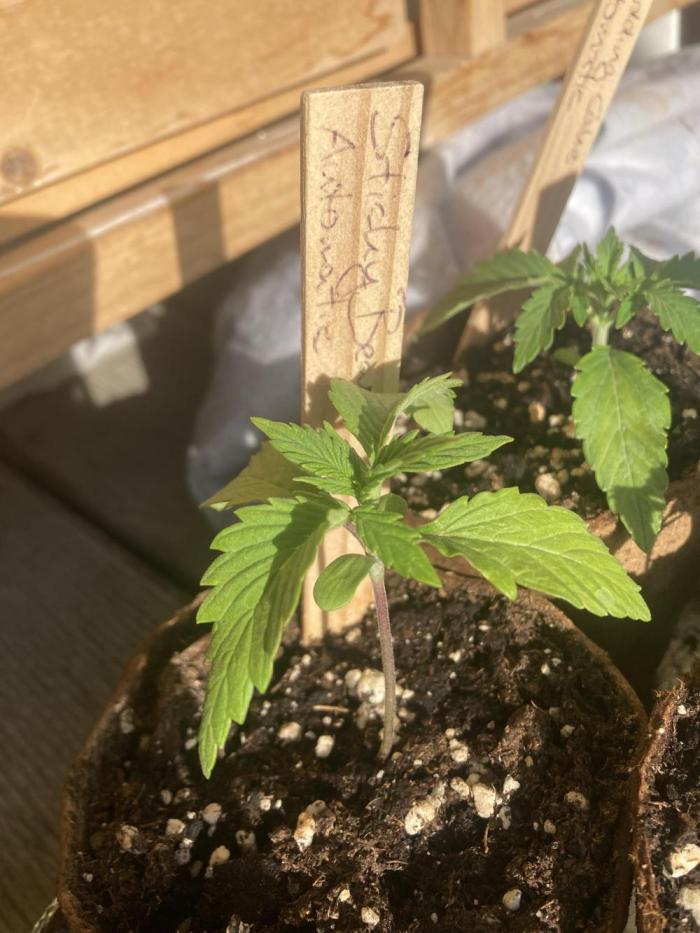 Sticky Beast Automatik. Week 1
