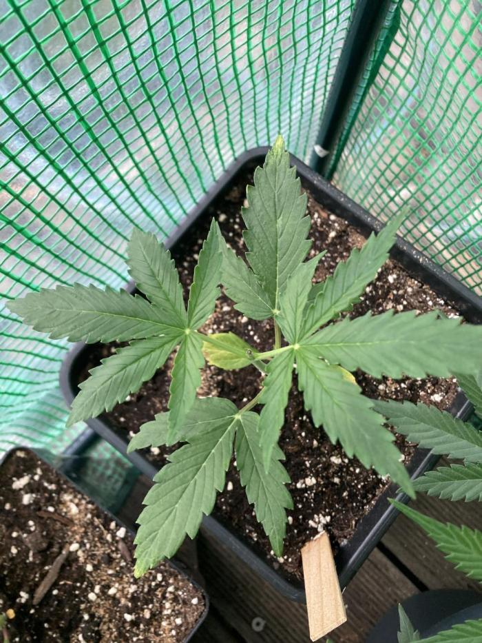 Amnesia Haze Automatik. Week 2