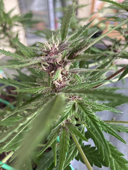 Raumschmuck. Week 9