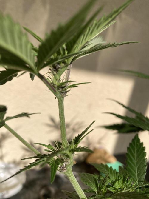 Raumschmuck. Week 9