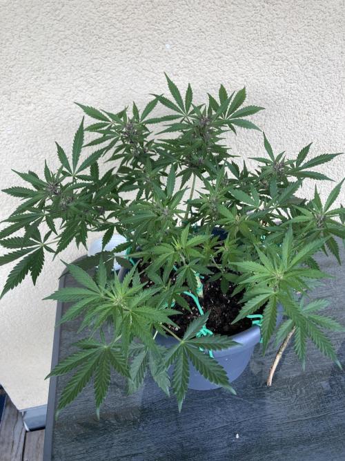 Gelato Autoflower. Week 9