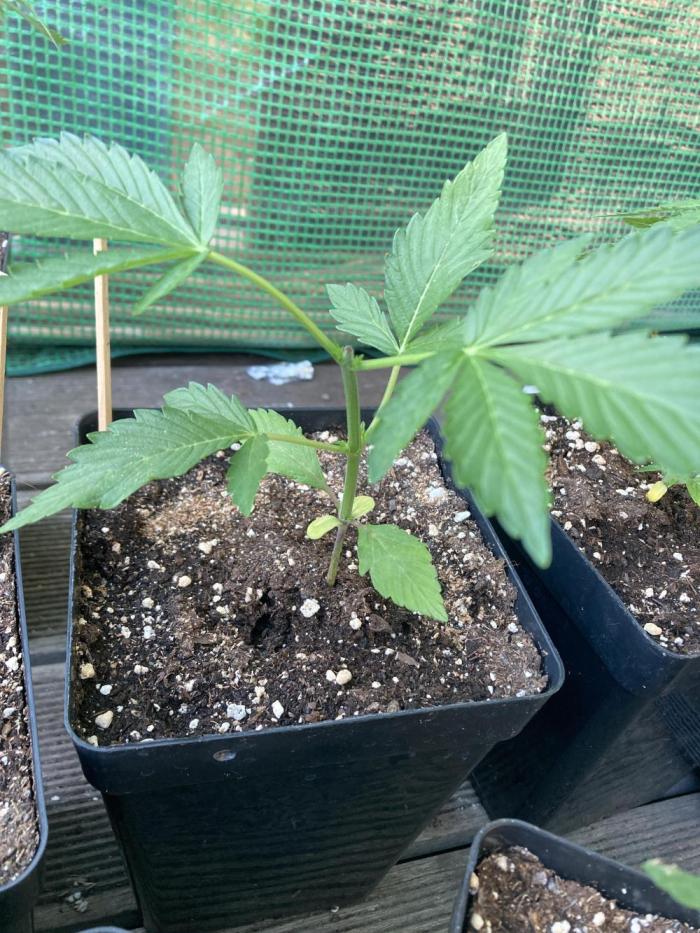 Sticky Beast Automatik. Week 2
