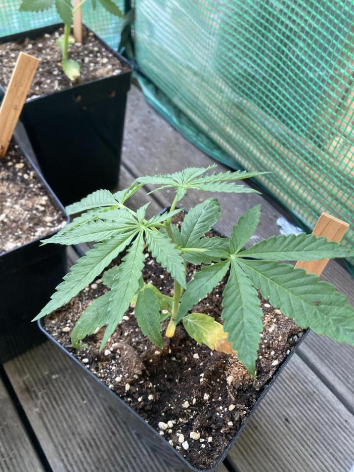 Auto Daiquiri Lime 🚗🍸🥤. Week 2