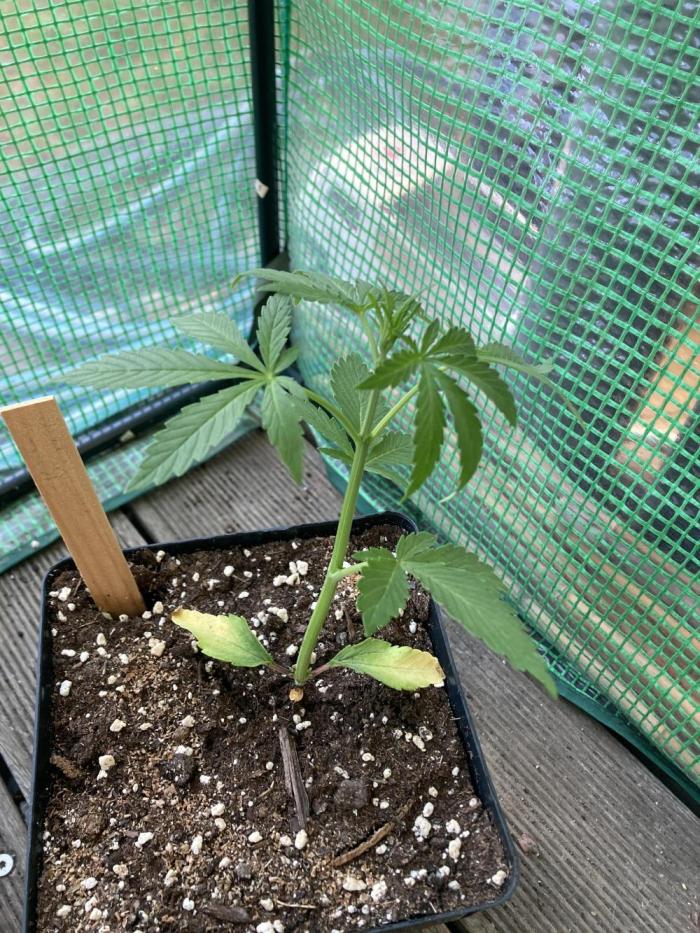 Wedding Cake Auto 💍🍰🚗. Week 2