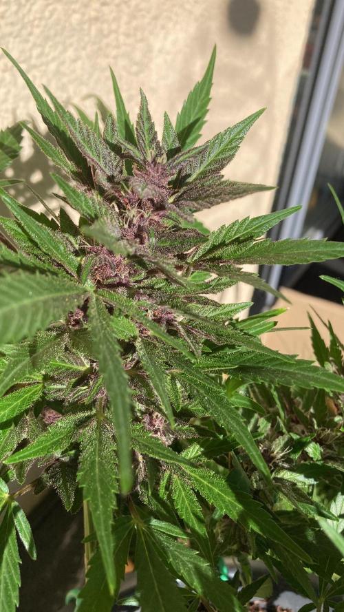 Gelato Autoflower. Week 10