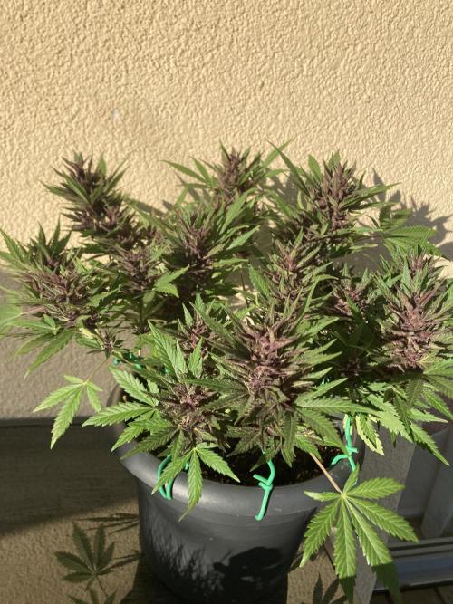 Raumschmuck. Week 12
