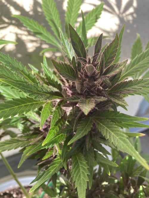 Raumschmuck. Week 12