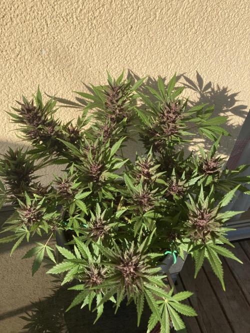 Raumschmuck. Week 12