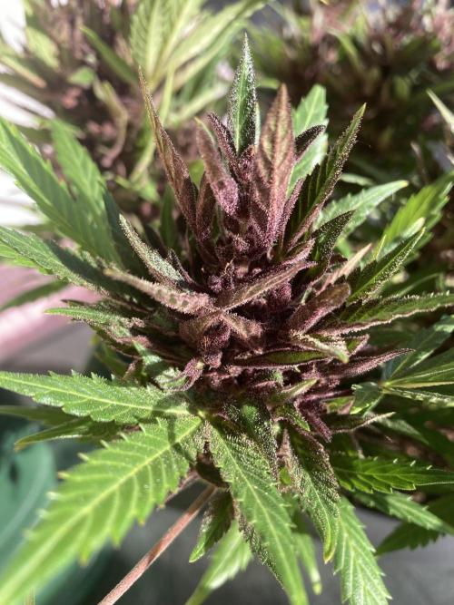 Raumschmuck. Week 13