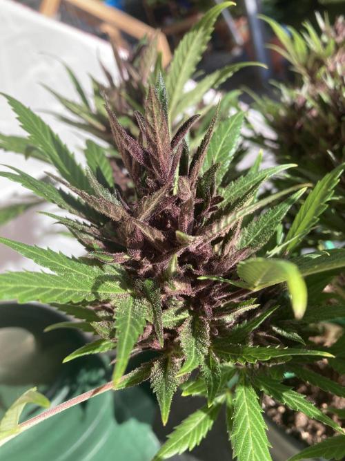 Raumschmuck. Week 13