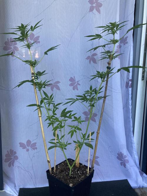 Wedding Cake Auto 💍🍰🚗. Week 6