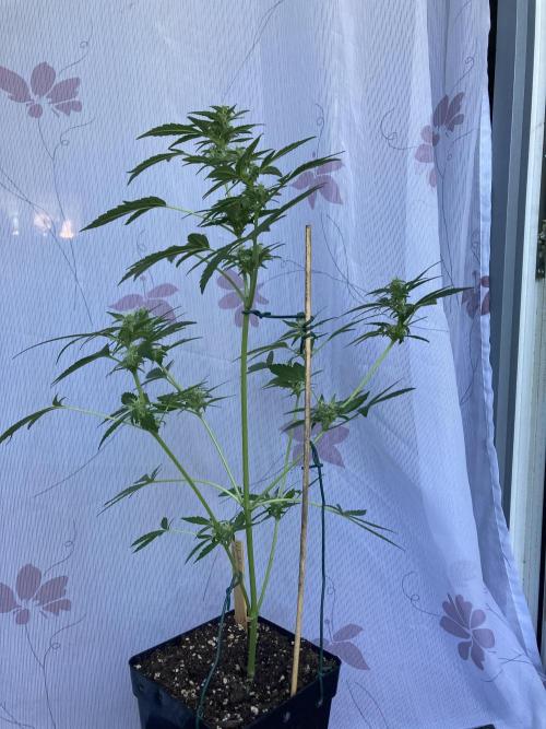 Wedding Cake Auto 💍🍰🚗. Week 6