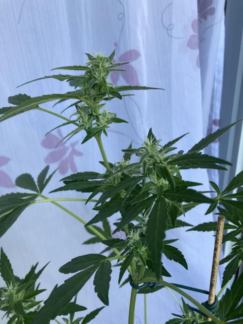 Wedding Cake Auto 💍🍰🚗. Week 6