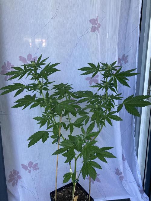 Sticky Beast Automatik. Week 6