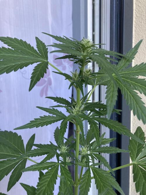 Sticky Beast Automatik. Week 6