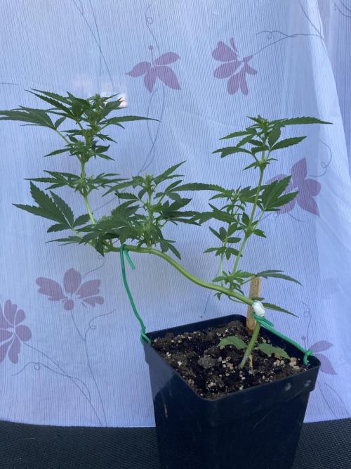 Sticky Beast Automatik. Week 6