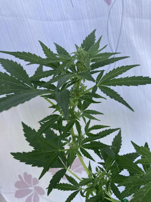 Sticky Beast Automatik. Week 6