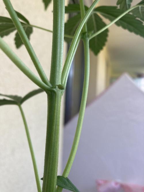 Animal Mints Automatic . Week 6