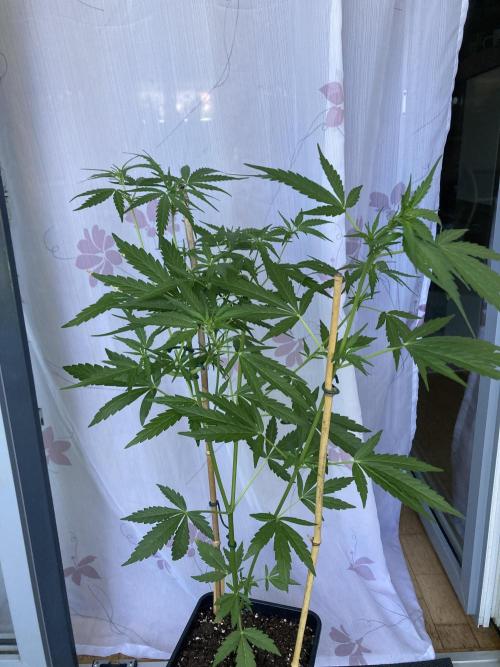 Amnesia Haze Automatik. Week 6