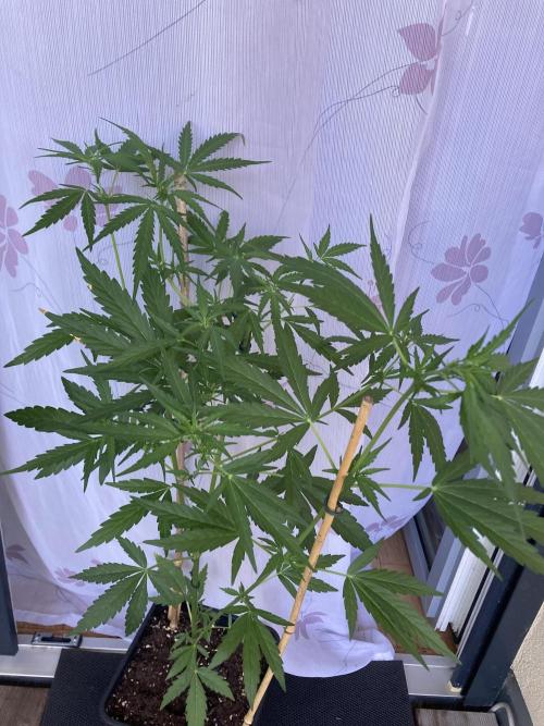 Amnesia Haze Automatik. Week 6