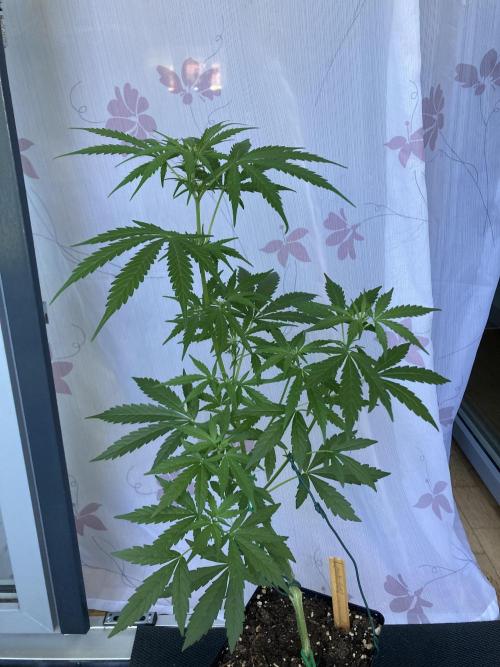 Amnesia Haze Automatik. Week 6