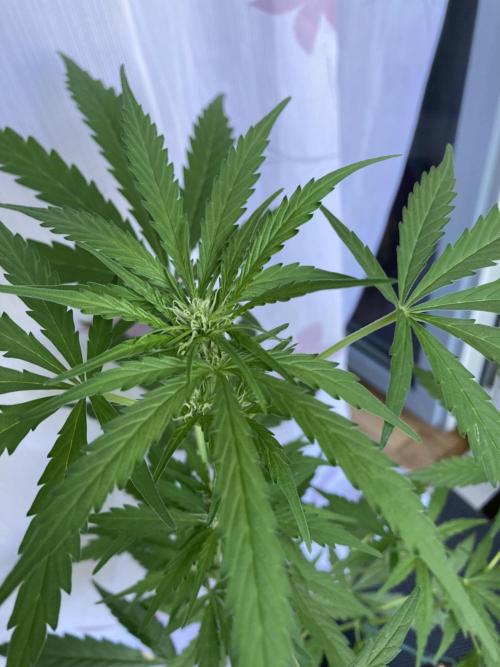 Amnesia Haze Automatic. Week 6