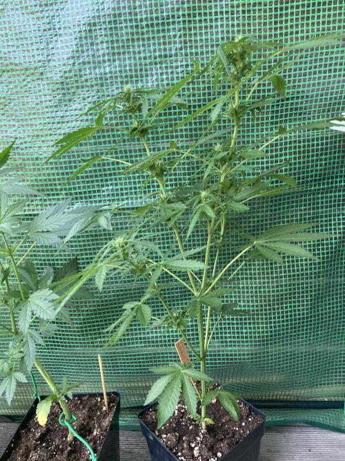 Auto Daiquiri Lime 🚗🍸🥤. Week 6