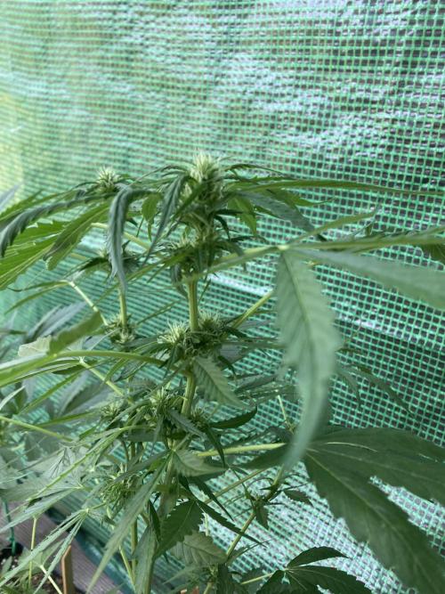 Auto Daiquiri Lime 🚗🍸🥤. Week 6