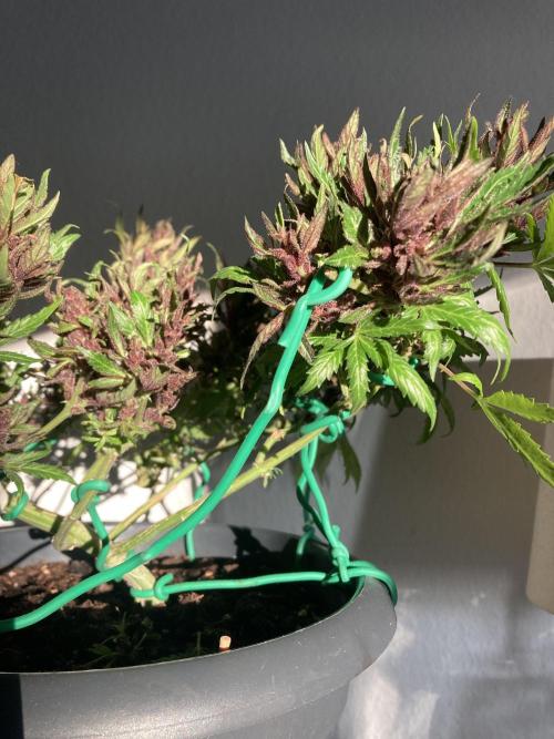 Raumschmuck. Week 15
