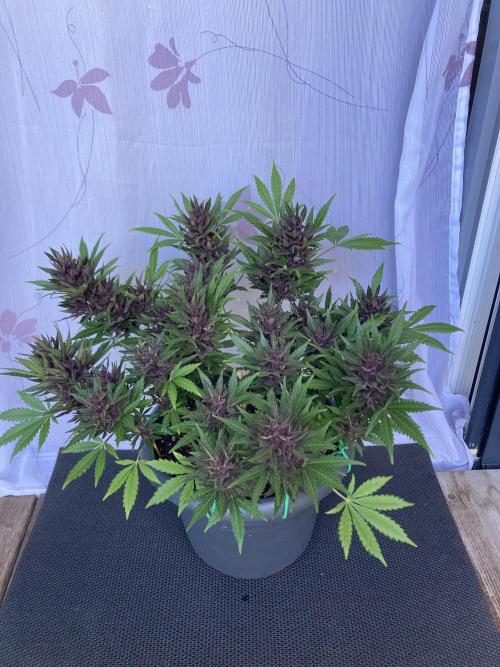 Raumschmuck. Week 15