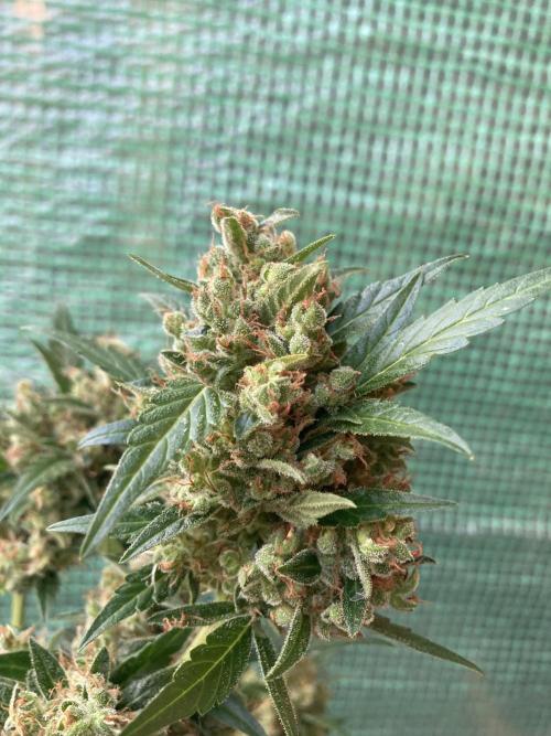 Wedding Cake Auto 💍🍰🚗. Week 10