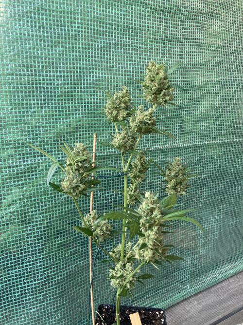 Wedding Cake Auto 💍🍰🚗. Week 10