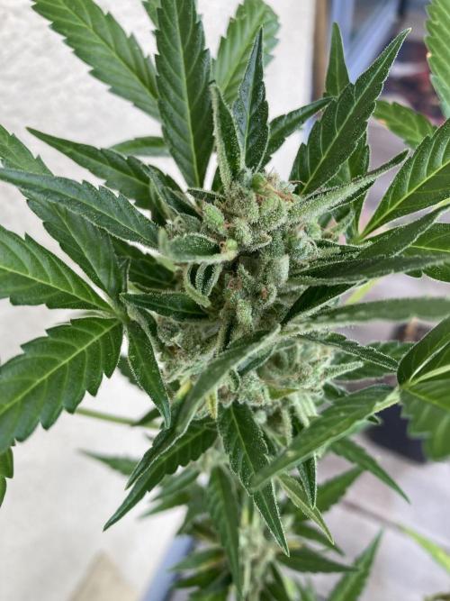 Wedding Cake Auto 💍🍰🚗. Week 10